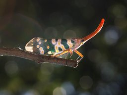 African Clawed Frog