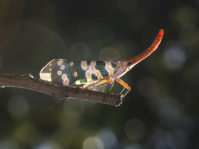 African Clawed Frog