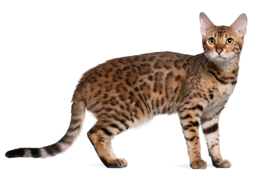 Bengal