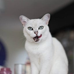 Burmilla