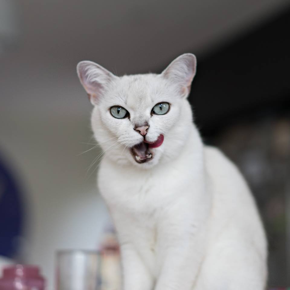 Burmilla