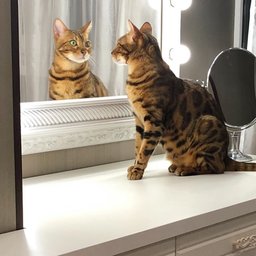 Cheetoh