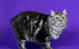 Cymric