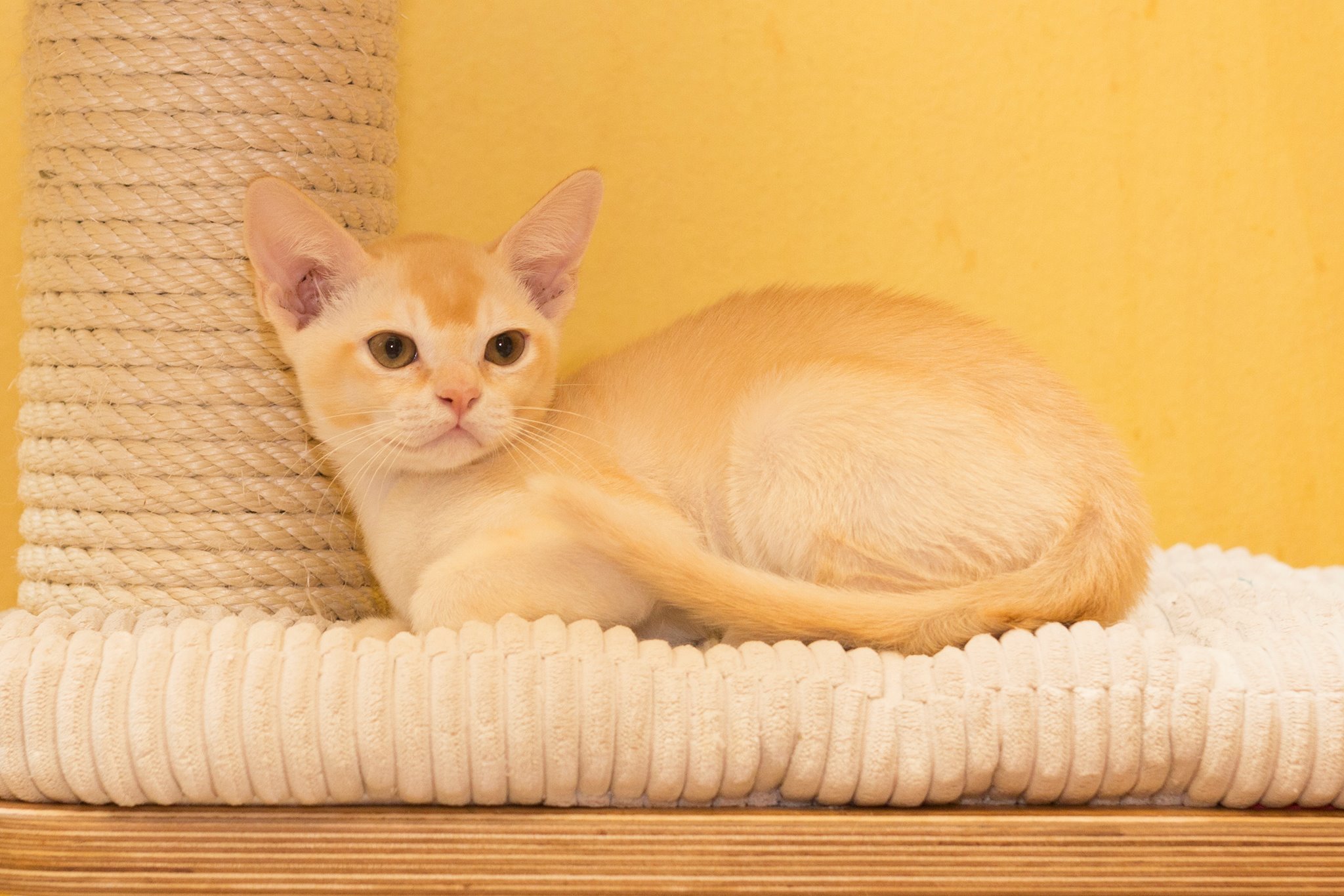 European Burmese
