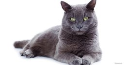 Korat