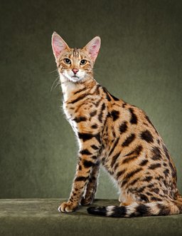 Savannah
