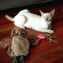 Tonkinese