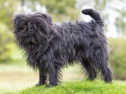 Affenpinscher