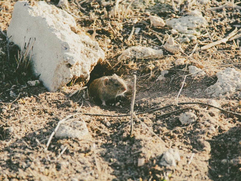 Domestic Ferret