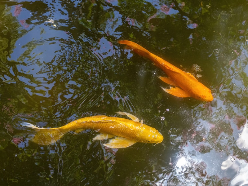 Goldfish