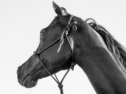 Arabian Horse