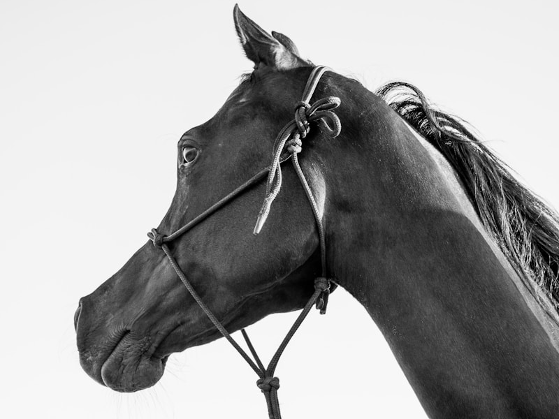 Arabian Horse