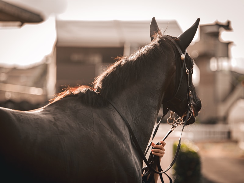 Thoroughbred Horse