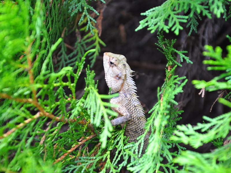 Leopard Gecko